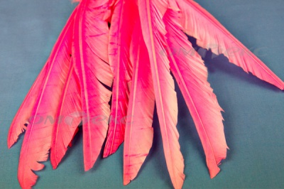 Декоративный Пучок из перьев, перо 25см/розовый - купить в Севастополе. Цена: 14.40 руб.