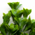Трава искусственная -1, шт (эвкалипт лист 32 см/8 см)				 - купить в Севастополе. Цена: 169.93 руб.
